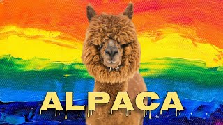 Alpaca sound [upl. by Matthias670]