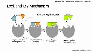 Chapter 31 Introduction to Enzymes [upl. by Goodhen]