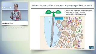 Arbuscular mycorrhiza development and function [upl. by Berenice]