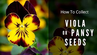 How to Collect Viola Seeds  Pansy seed saving [upl. by Concettina624]