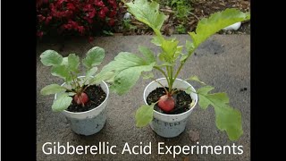 Gibberellic Acid  Plant Hormones Experiment [upl. by Terrab167]