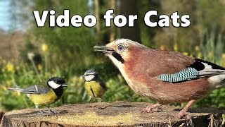 Videos for Cats to Watch  Forest Birds  Vögel  Oiseaux  Vogels  Fåglar  Aves [upl. by Yahiya191]