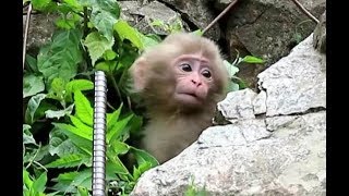 Baby monkey to be attacked [upl. by Htebsle]