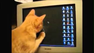 Leuke kattenfilmpjes Funny Cats [upl. by Leonerd105]