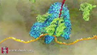 mRNA Translation Advanced [upl. by Tips]