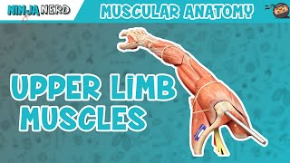 Muscles of the Upper Limb [upl. by Othello]