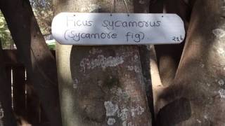 Sycomore Fig  Ficus sycomorus [upl. by Naved]