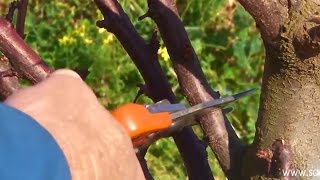 Pruning  Plum Trees [upl. by Ogata]