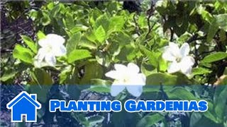 Gardening Tips  Planting Gardenias [upl. by Nibbs401]