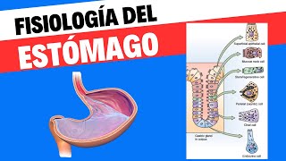 Fisiología del estómago [upl. by Nostets]