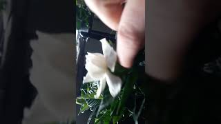 How to cut blooms on gardenia [upl. by Lamej]