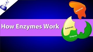 How Enzymes Work [upl. by Atonsah]