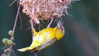 Bird building nest [upl. by Farny]