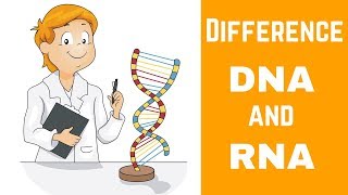 Difference between DNA and RNA [upl. by Sadowski]