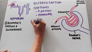 The glomerulus and Bowmans capsule [upl. by Hayilaa]