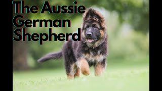 Meet The German Shepherd Australian Shepherd Mix [upl. by Iosep]