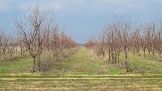 Ivan Hričovský REZ STĹPOVITEJ ČEREŠNE [upl. by Amis]