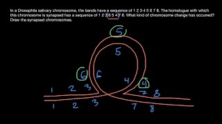 Synapsis of Homologous Chromosomes Explained [upl. by Quickel]