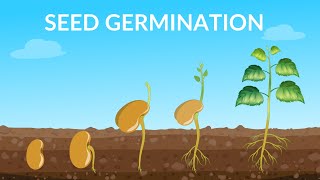 Seed Germination  How Does A Seed Become A Plant [upl. by Asare]