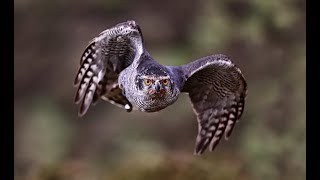 Hunting with Goshawks [upl. by Pilloff]