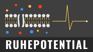 Ruhepotential einfach erklärt   Aktionspotential Grundlagen [upl. by Haleemak484]