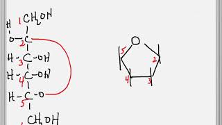 Cyclization of a Sugar to Form a Furanose Ring [upl. by Fitz]