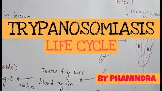 TRYPANOSOMIASIS  STRUCTURE  LIFE CYCLE  SYMPTOMS  TREATMENT  BY PHANINDRA GUPTA [upl. by Ednalrim]