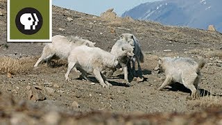 Wolf Pack Teams Up to Fight Off Intruder [upl. by Hilleary717]