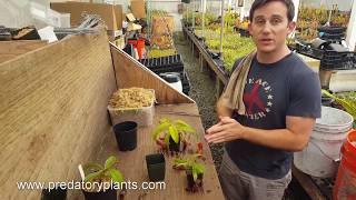 The Ultimate Nepenthes Repotting Guide [upl. by Burny]