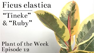 How To Care For Ficus elastica “Tineke” amp “Ruby” Variegated Rubber Tree  Plant Of The Week Ep 12 [upl. by Ahsan]