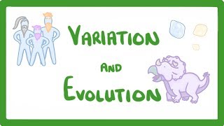 GCSE Biology  Variation and Evolution 68 [upl. by Violeta]