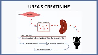 Urea amp Creatinine Explained [upl. by Nwahsar744]