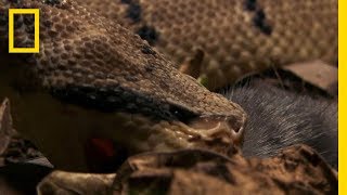 The Bushmaster Breeds Killer Babies  National Geographic [upl. by Mohr970]