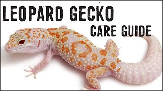 LEOPARD GECKOS Care Guide for Beginners [upl. by Thaddeus]