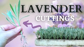 How to Propagate and Grow LAVENDER from CUTTINGS [upl. by Aimaj]