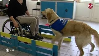 Découvrez lécole des chiens dassistance pour les handicapés [upl. by Tibold]