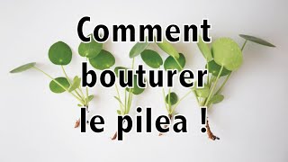 Comment bouturer le pilea   Vertbobo [upl. by Dahlia721]