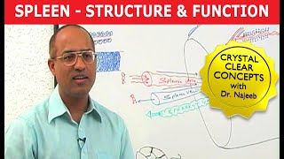 Spleen  Structure amp Function [upl. by Enyamart745]