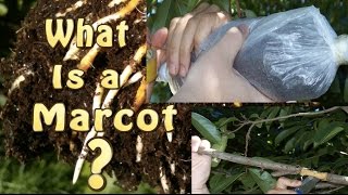 What is a Marcot Marcotted Marcotting or Air Layering of Fruit Trees [upl. by Elocyn]