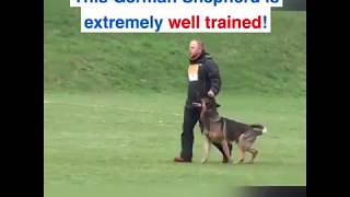 BEST TRAINED GERMAN SHEPHERDDOG [upl. by Leile123]