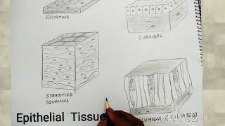 how to draw epithelial tissues [upl. by Hgielrahc]