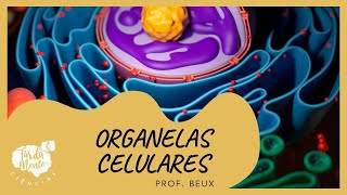 ORGANELAS CELULARES  Ensino Fundamental [upl. by Beverlie106]