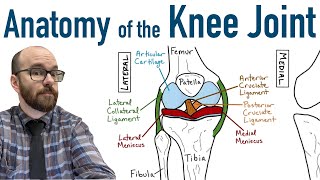 Anatomy of the Knee Joint [upl. by Volotta]