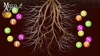 Mycorrhizal Animation [upl. by Cranston]