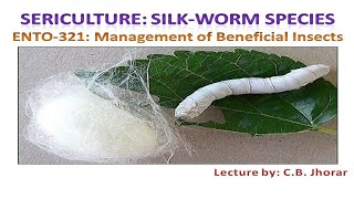 ENTO 321 Lecture 9 Sericulture SilkWorm species [upl. by Amuh]