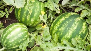 How to Grow Watermelons  Complete Growing Guide [upl. by Haiel]