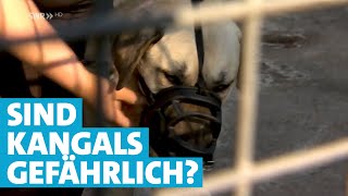 KangalHunde  Wie gefährlich sind die Hirtenhunde [upl. by Zarla170]