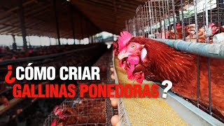 La Crianza de GALLINAS PONEDORAS o de POSTURA  Paso a Paso [upl. by Orabelle]