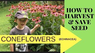 HOW TO COLLECT AND SAVE CONEFLOWER SEEDS ECHINACEA [upl. by Folly]