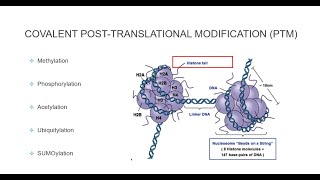 Histone Post Translational Modifications [upl. by Mis]